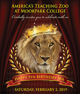 America's Teaching Zoo at Moorpark College Welcomes the Community to Celebrate Ira the Lion’s 5th Birthday America's Teaching Zoo at Moorpark College Welcomes the Community to Celebrate Ira the Lion’s 5th Birthday