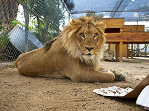 America’s Teaching Zoo at Moorpark College Raises Over $550,000 to Build New Lion Enclosure photo of Ira the lion