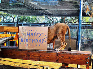 Ira The Lion Celebrates His 6th Birthday photo of Ira the lion