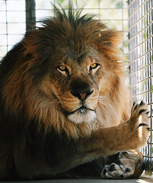 America’s Teaching Zoo at Moorpark College Offers Free Admission to Conejo Valley Residents photo of lion at America's Teaching Zoo @ Moorpark College