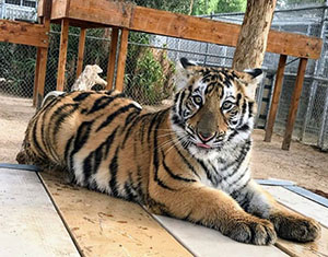 America's Teaching Zoo at Moorpark College Welcomes Military, Veterans, and First Responders photo of tiger at America's Teaching Zoo
