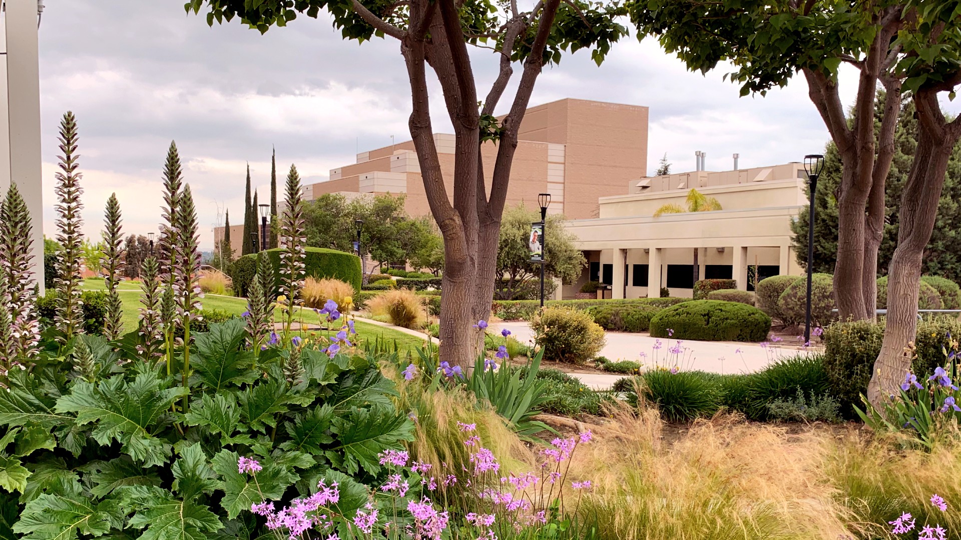 MC campus looking at PAC building, plants in foreground