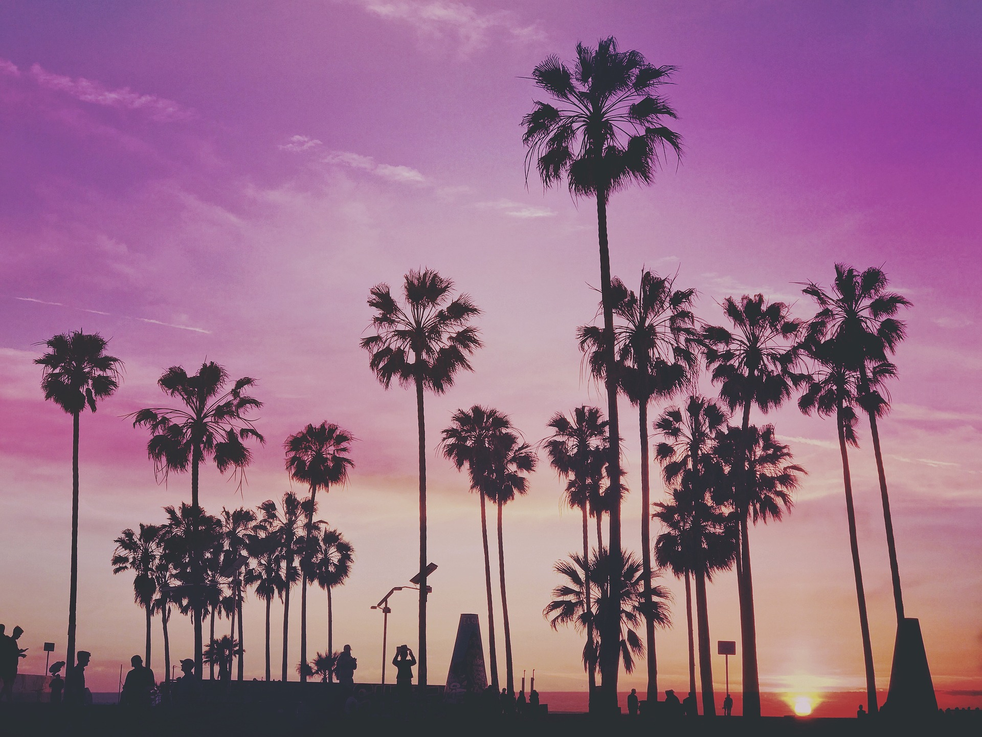 Palm trees at dusk