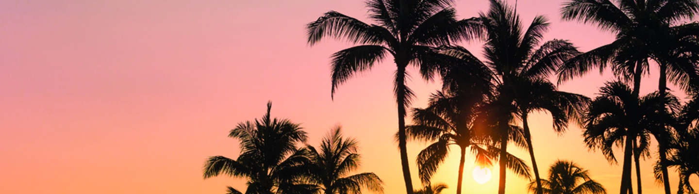 sunset with palm trees