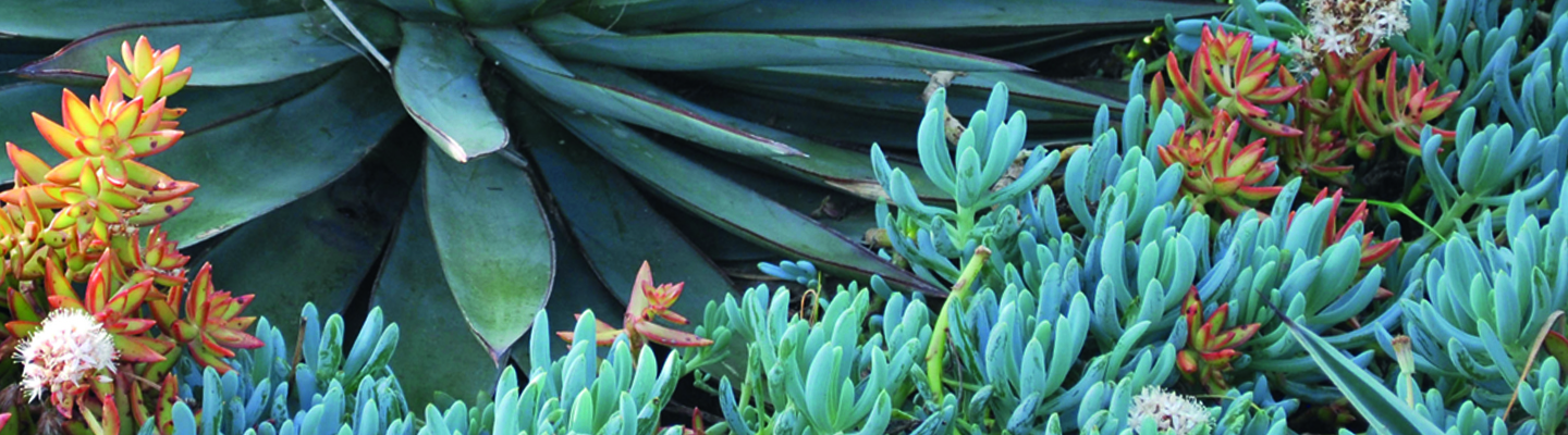 succulent plants