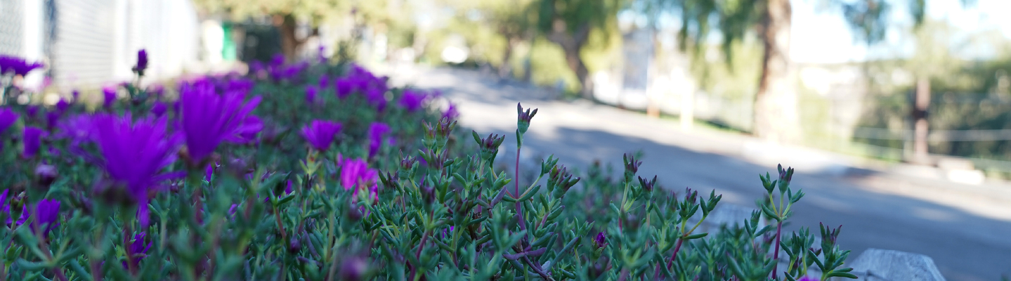 bright purple flowers in a planter