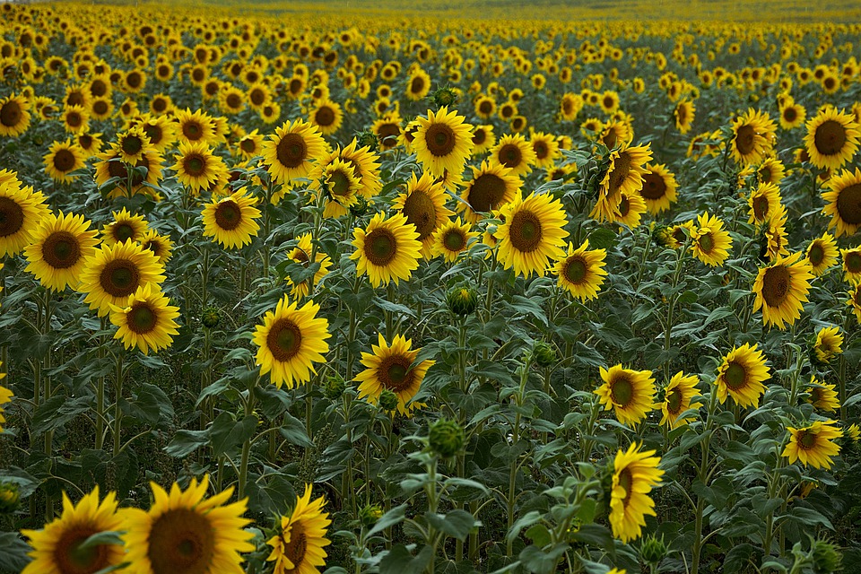 Photo of a field of Sunflowers
