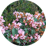A flowering shrub.