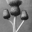 Karl Blossfeldt