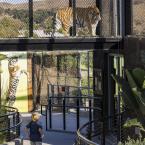 Young boy looks up at tiger in new Rajah&#039;s Retreat habi