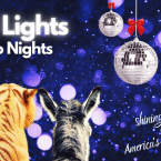 Wild Lights &amp;amp; Disco Nights Shine Bright at America&#