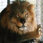 moorpark-teaching-zoo-lion.jpg