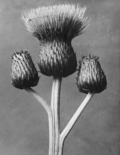 Karl Blossfeldt