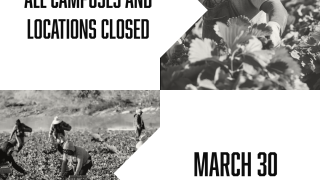 Farmworkers harvesting crops in a field, shown in black and white photography.