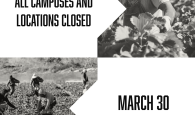 Farmworkers harvesting crops in a field, shown in black and white photography.
