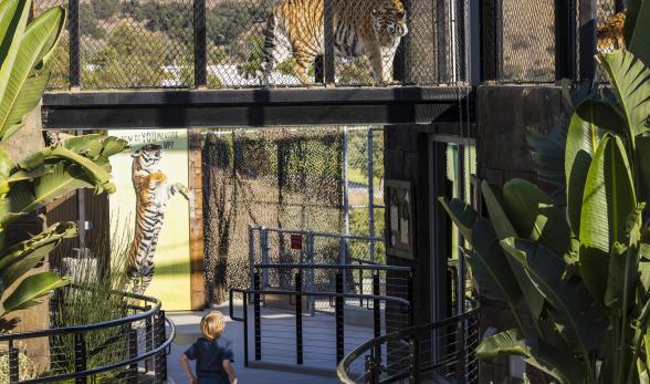 Young boy looks up at tiger in new Rajah&#039;s Retreat habi