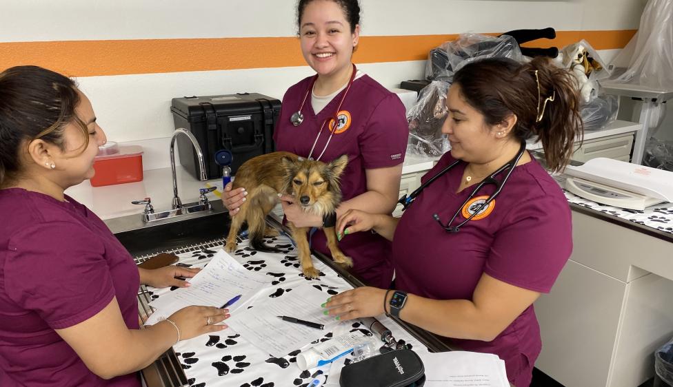 Three veterinary technology students examine a small dog on an exam table during a hands-on lab in a campus clinic.