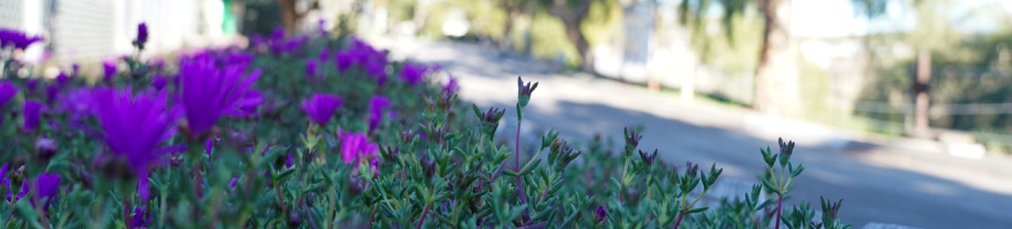 bright purple flowers in a planter