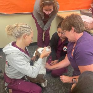 three vet tech students care for a dog three vet tech students care for a dog