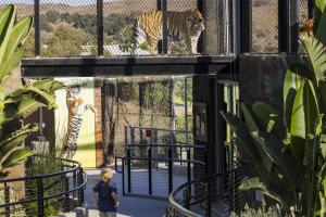 Young boy looks up at tiger in new Rajah&#039;s Retreat habi