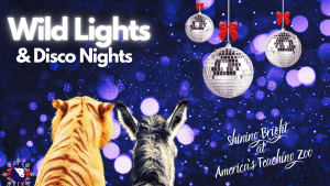 Wild Lights &amp;amp; Disco Nights Shine Bright at America&#