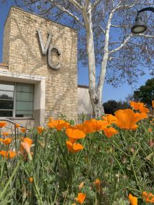 Outside the Ventura College Admin building, overlooking california poppies.