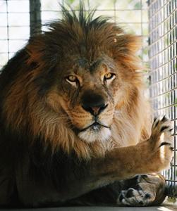 moorpark-teaching-zoo-lion.jpg moorpark-teaching-zoo-lion.jpg